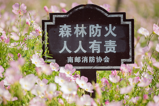 春天里的南邮校园