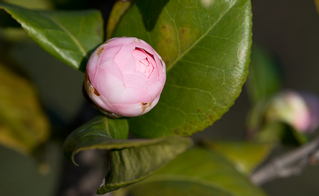 茶花